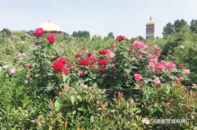 都贊城玫瑰莊園燒烤