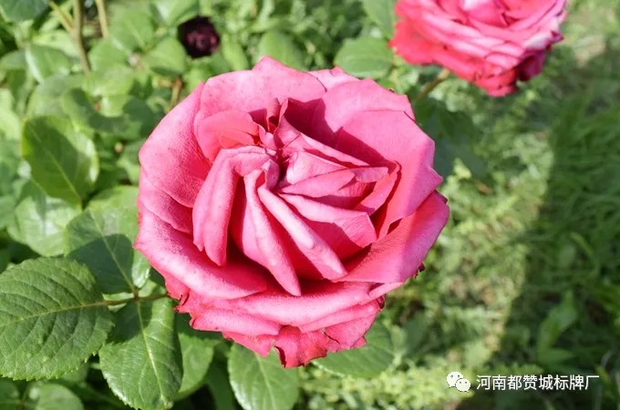 都贊城玫瑰莊園燒烤