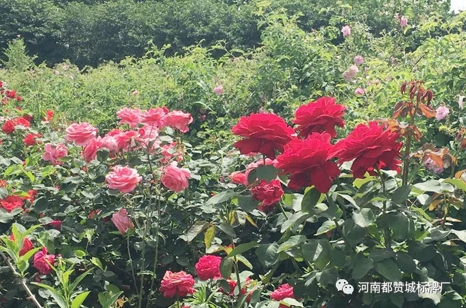 都贊城玫瑰莊園燒烤